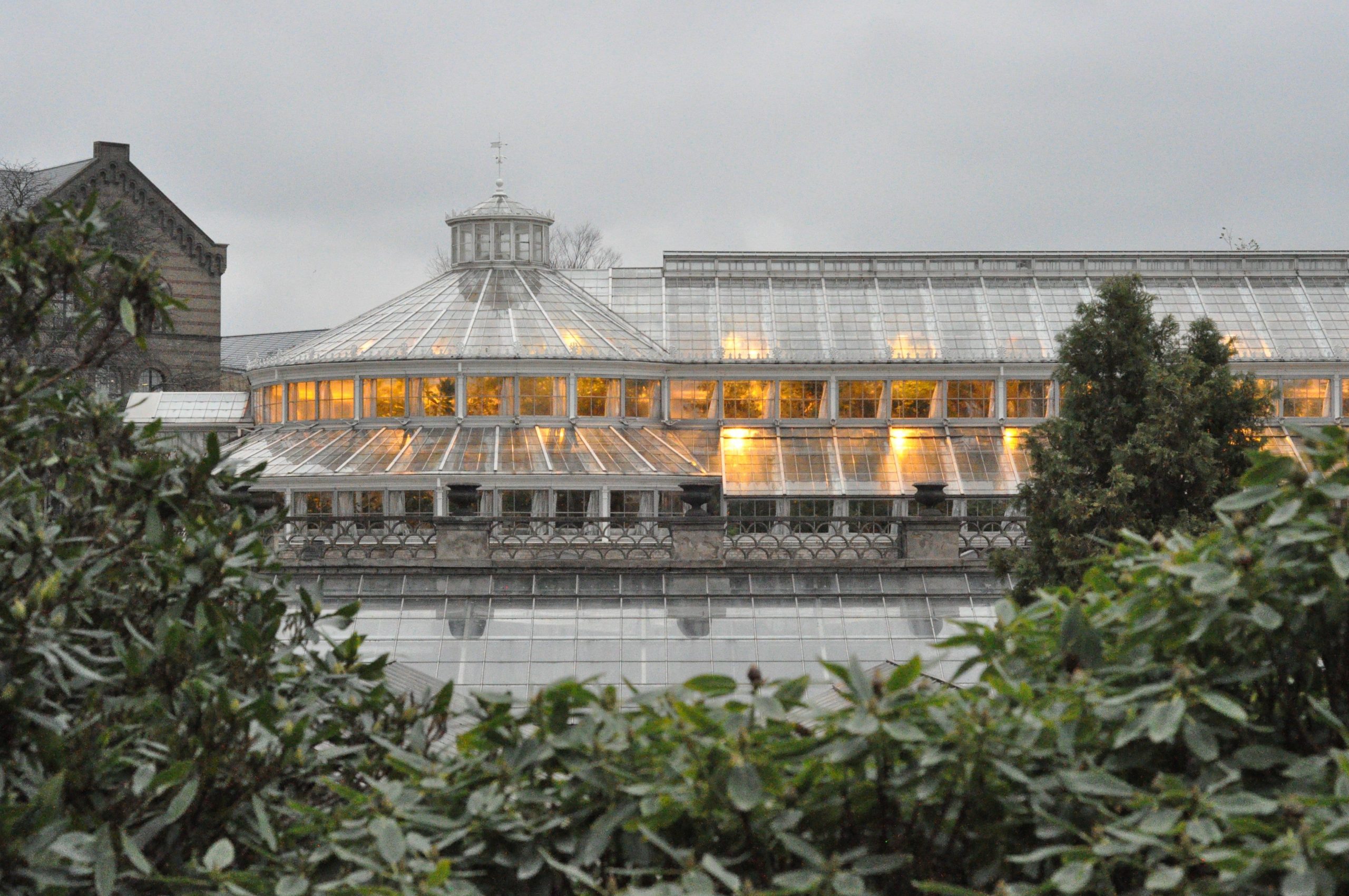 Palmehuset i Botanisk have